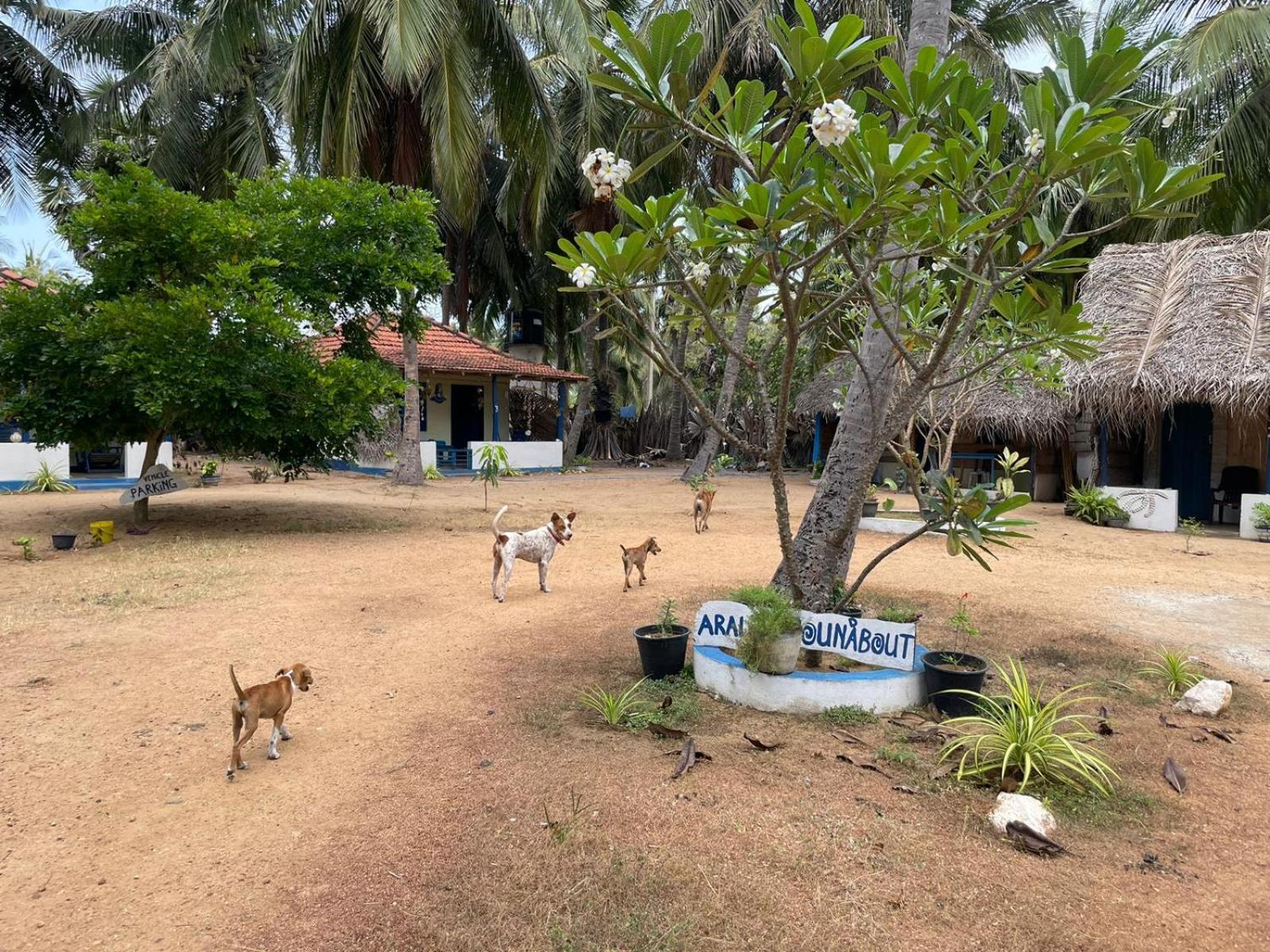 araliya villa Kalpitiya Dış mekan fotoğraf